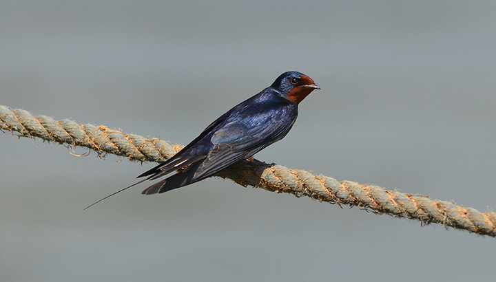 Accueil posté : découvrir la migration diurne